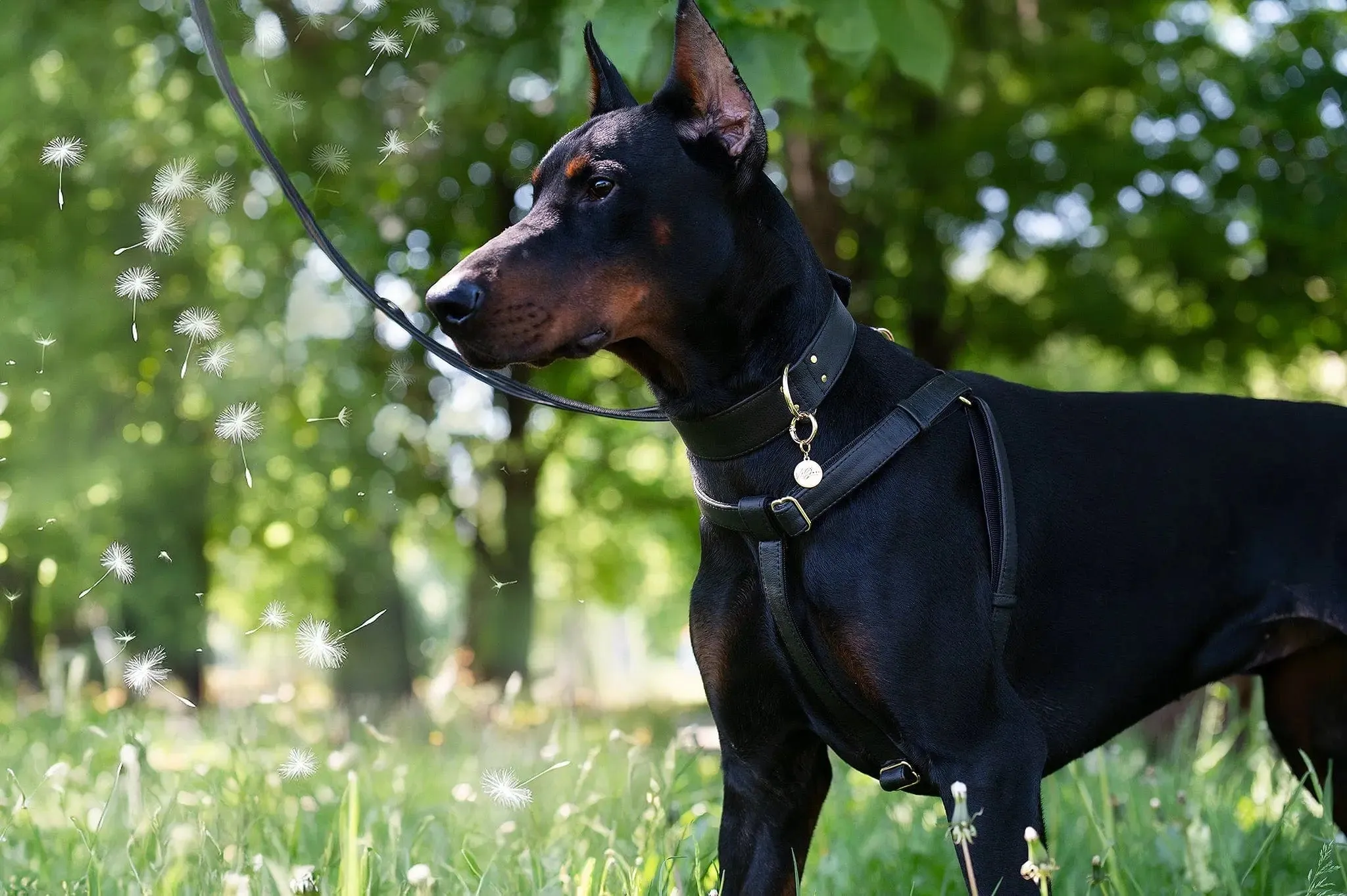 Anatomically Correct Piñatex® Vegan Leather Dog Harness | Black Paradise